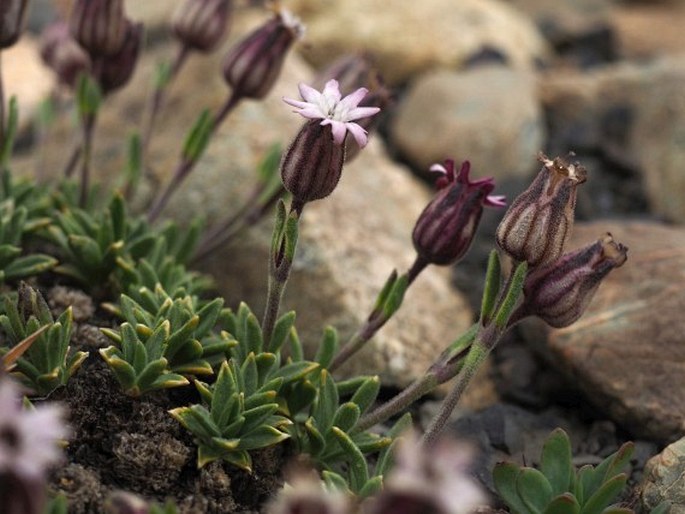 Silene antarctica