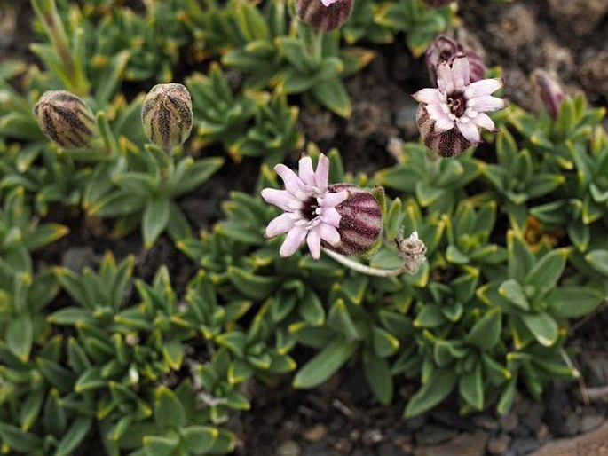 Silene antarctica