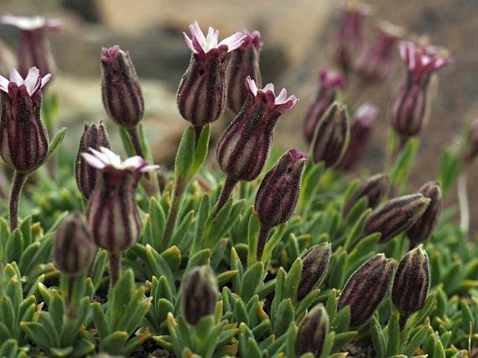 Silene antarctica