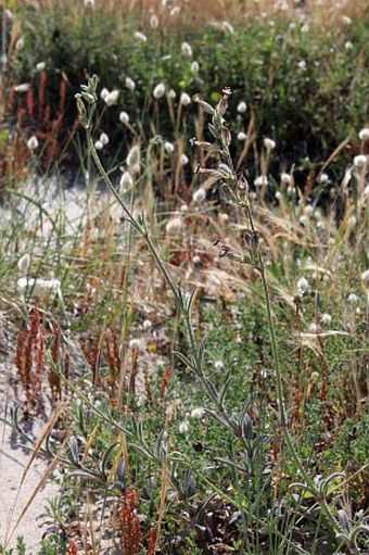 Silene nicaeensis