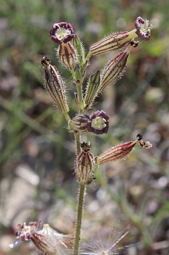 Silene nicaeensis