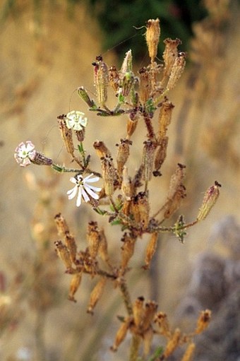 Silene nicaeensis