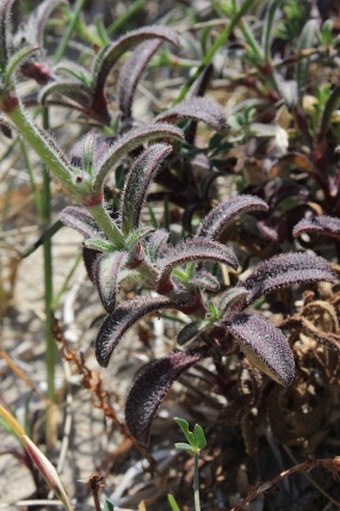 Silene nicaeensis