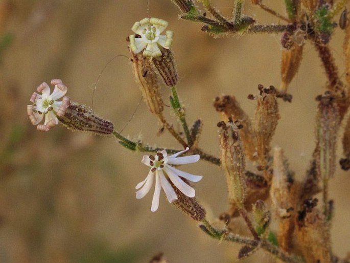 SILENE NICAEENSIS All. – silenka