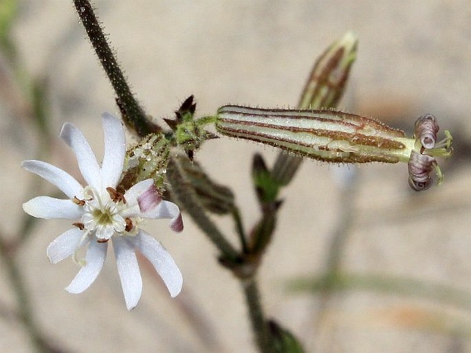 Silene nicaeensis