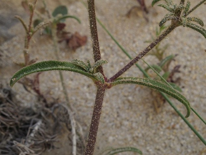 Silene nicaeensis