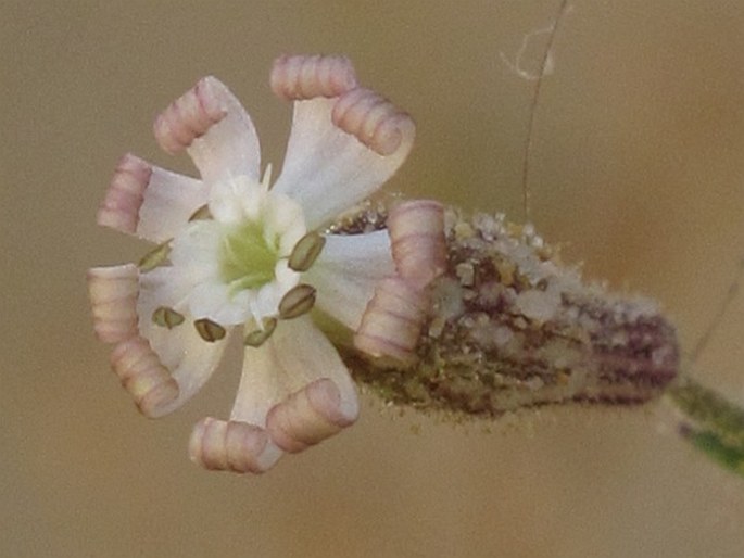 Silene nicaeensis