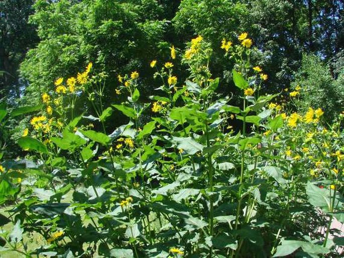 Silphium perfoliatum