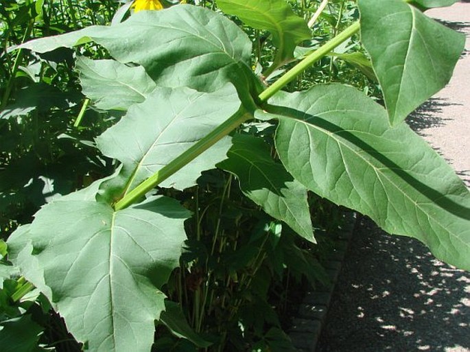 Silphium perfoliatum