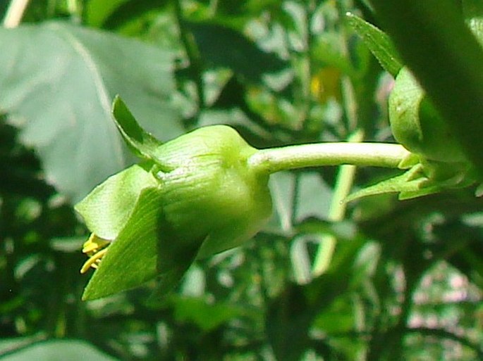 Silphium perfoliatum