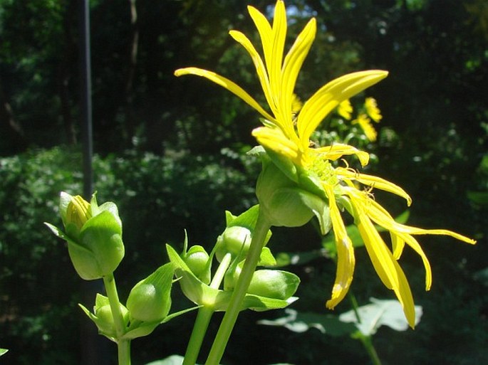 Silphium perfoliatum