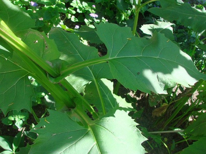 Silphium perfoliatum