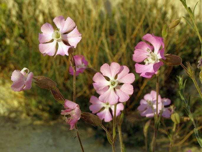 SILENE SUBCONICA Friv. – silenka