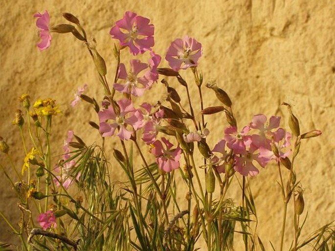 Silene subconica