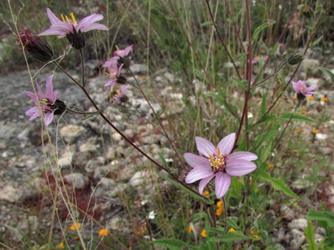 Simsia sanguinea