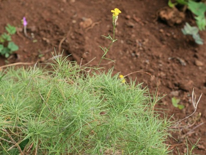 SINAPIDENDRON ANGUSTIFOLIUM Lowe