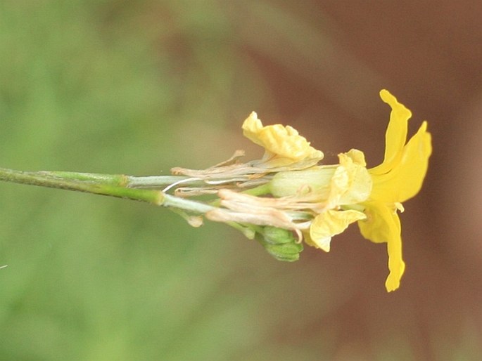 Sinapidendron angustifolium