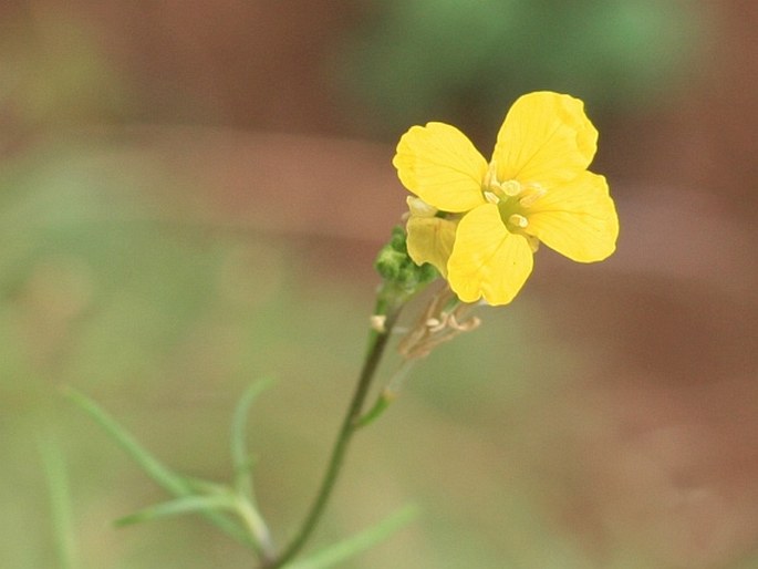 Sinapidendron angustifolium