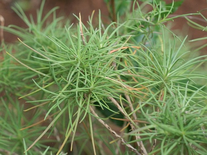 Sinapidendron angustifolium