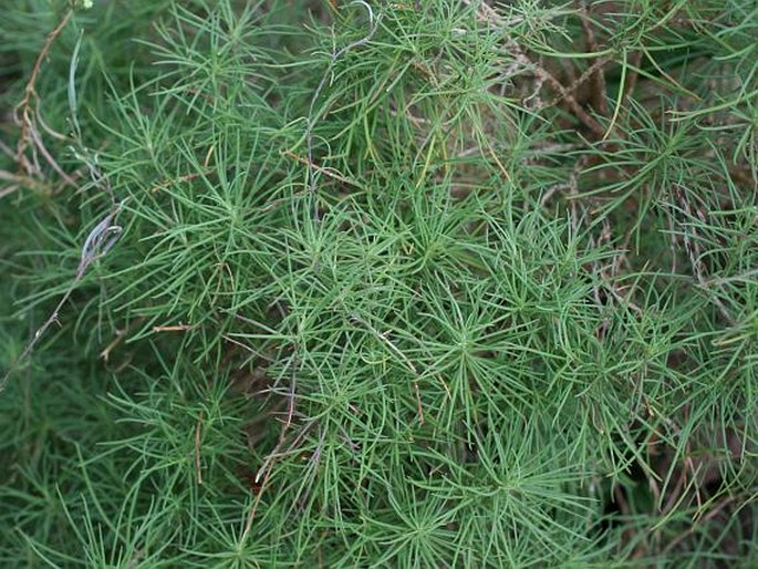 Sinapidendron angustifolium