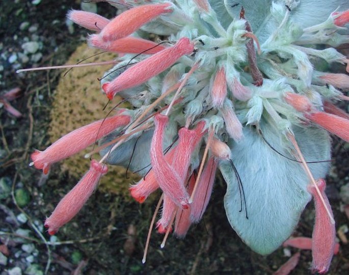 SINNINGIA CANESCENS (Mart.) Wiehler