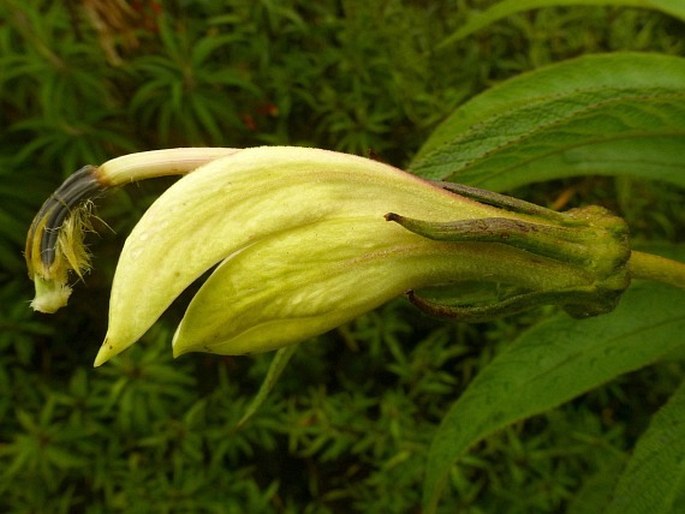 Siphocampylus giganteus