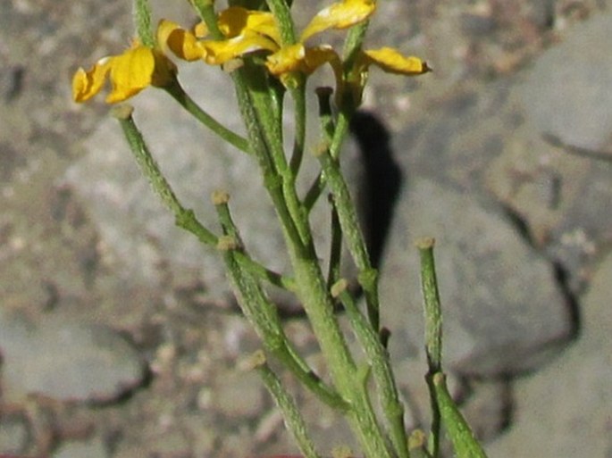 Sisymbrium austriacum