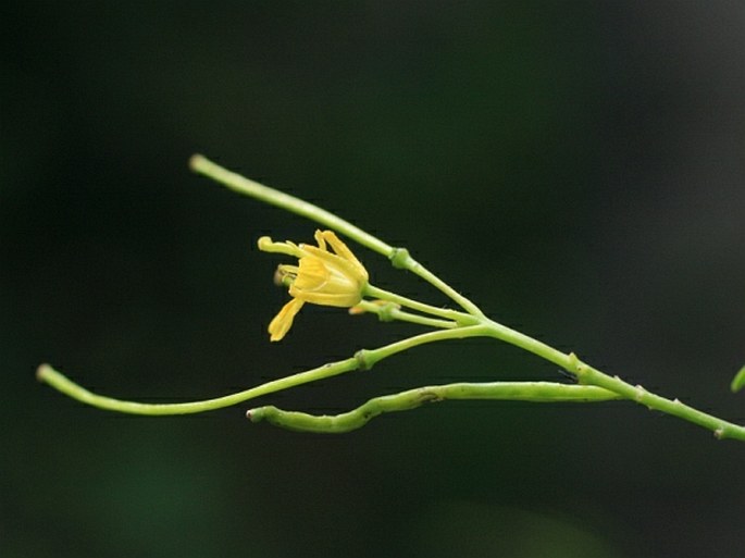 SISYMBRIUM STRICTISSIMUM L. - hulevník nejtužší / huľavník tuhý