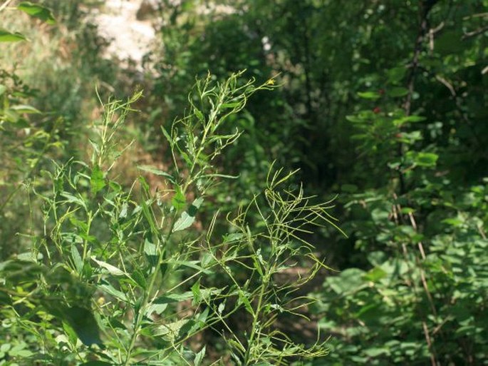 Sisymbrium strictissimum