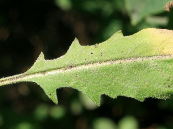 Sisymbrium strictissimum