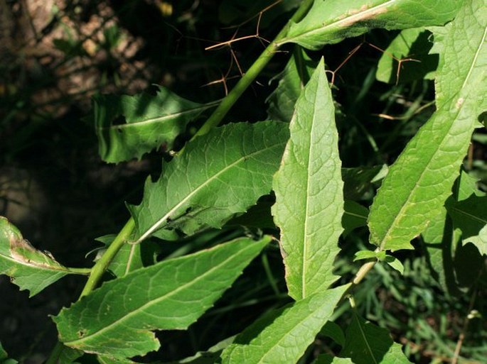 Sisymbrium strictissimum