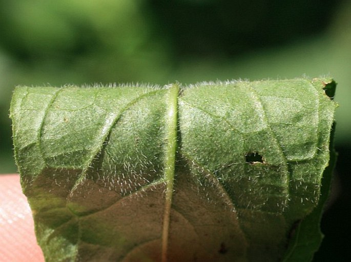 Sisymbrium strictissimum