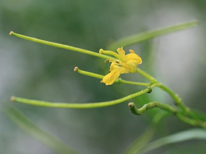 Sisymbrium strictissimum