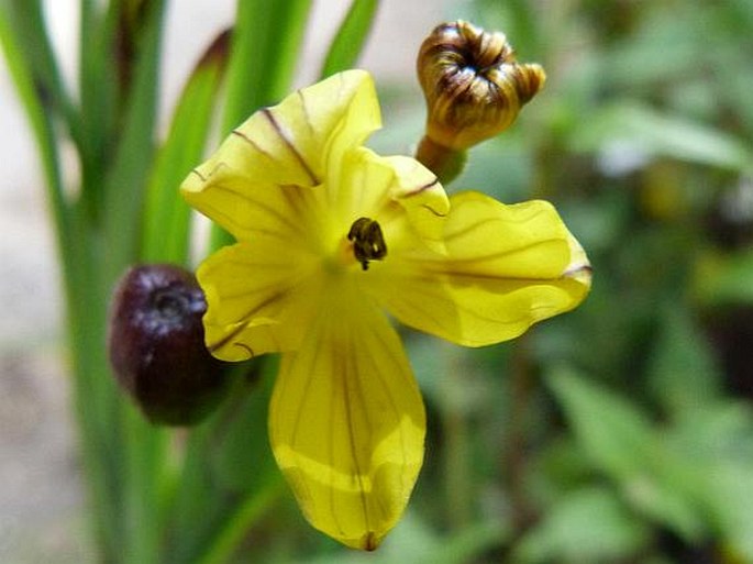 Sisyrinchium chiricanum