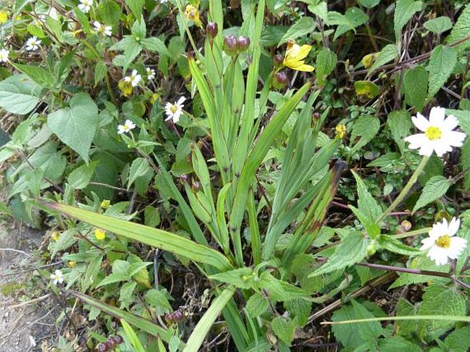 Sisyrinchium chiricanum