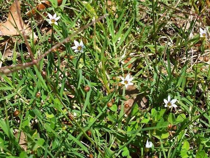 Sisyrinchium rosulatum