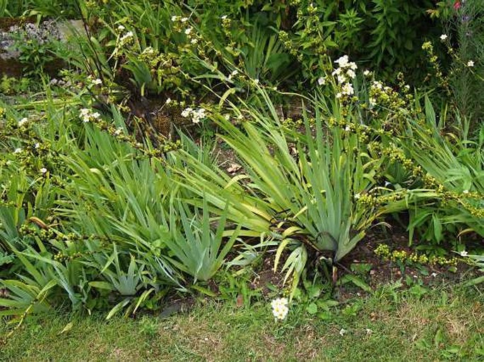 Sisyrinchium striatum