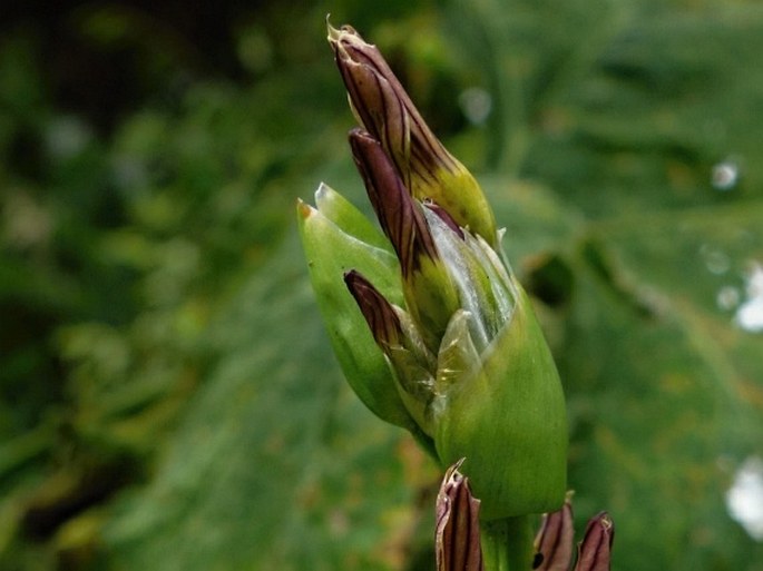 Sisyrinchium striatum