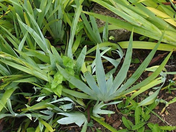 Sisyrinchium striatum