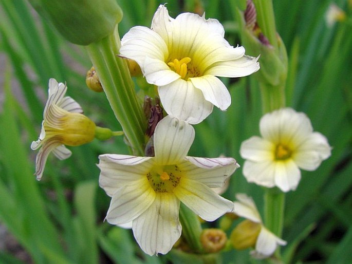 Sisyrinchium striatum