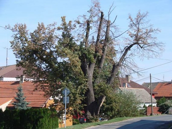 Slovanská lípa v Dobrém Poli