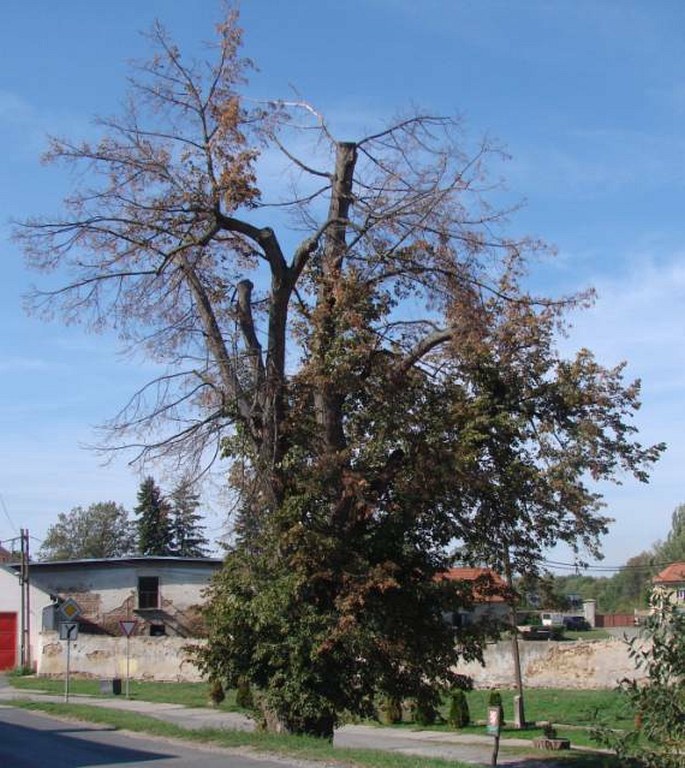 Slovanská lípa v Dobrém Poli