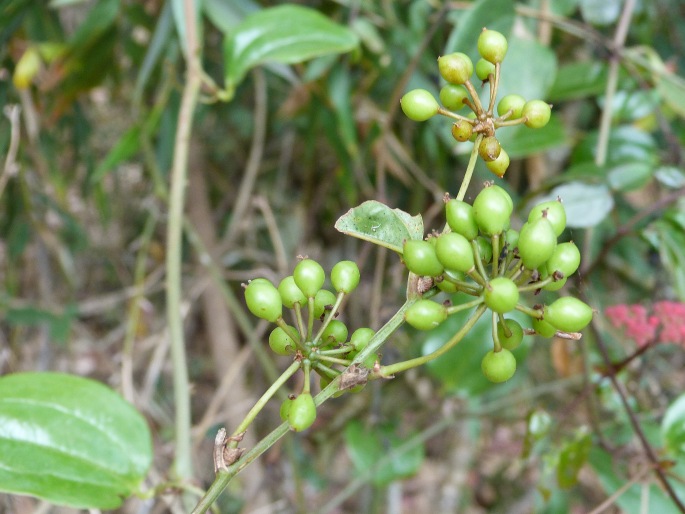 Smilax anceps