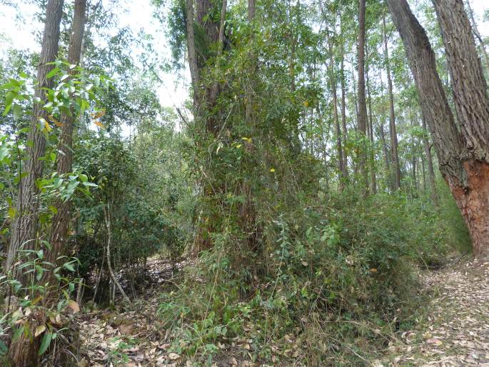 Smilax anceps