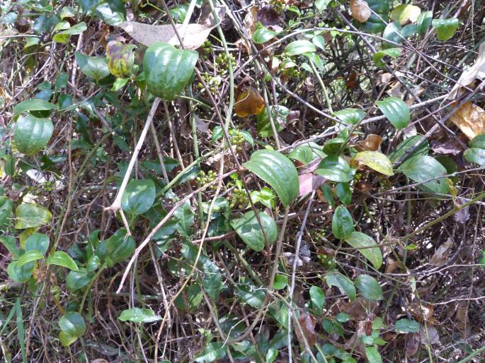 Smilax anceps