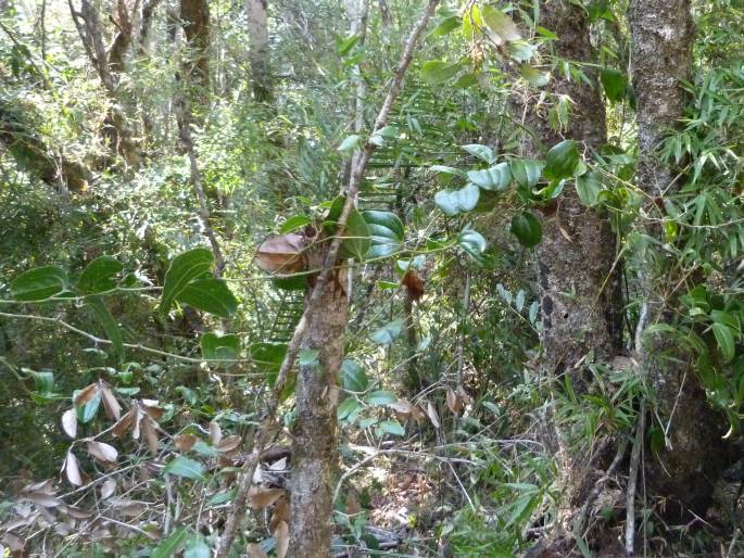 Smilax anceps