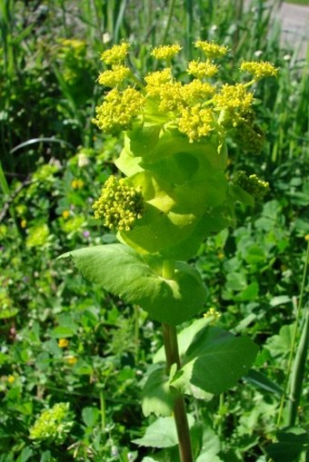 Smyrnium rotundifolium