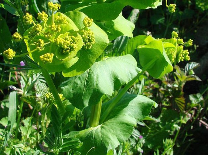 Smyrnium rotundifolium