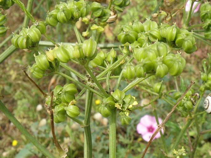 Smyrnium olusatrum