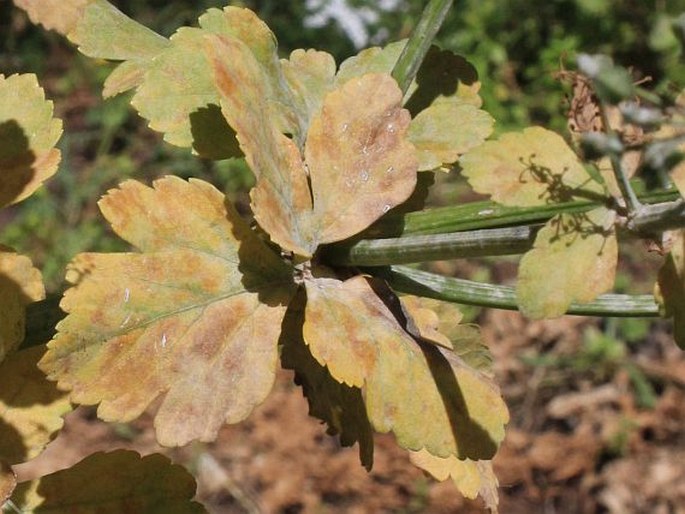 Smyrnium olusatrum